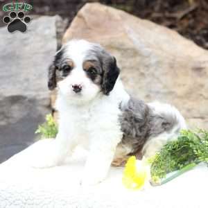 Clover, Cavapoo Puppy